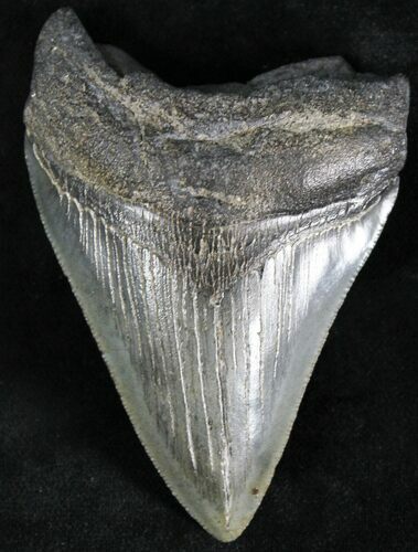 Bargain Megalodon Tooth - South Carolina #28419